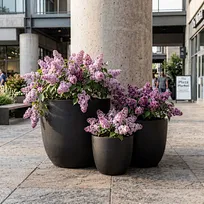 A staggered cluster of three matte black GFRC round bowl planters featuring vibrant purple flowering shrubs, positioned next to a raw concrete architectural pillar in a modern commercial retail plaza.
